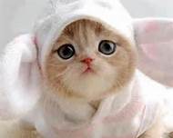 cute bunnie kitten 1