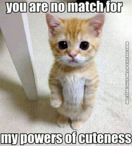 funny-cat-picture-you-are-no-match-for-my-cuteness