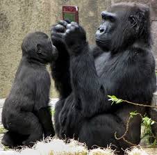 gorilla reading