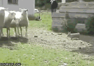 bunny-sheep-herder
