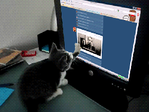 computer Kitty