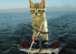 cute-cat-kitten-skiing-animated-gif-picture