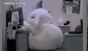 bunny-falling-asleep