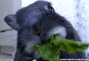 easter-rabbit-eating-vegetables-beautiful-gif-photography-great-atmosphere-funny-pics-233-1