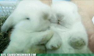 funny-animal-gifs-just-some-bunnies